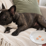 AI-generated editorial illustration of Nina on a cream sofa beside a hand-held saucer with three small plain cooked salmon flakes.