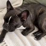 AI-generated overhead illustration of healthy Nina curled on a cream sofa.