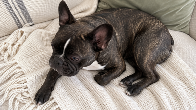 AI-generated overhead illustration of healthy Nina curled on a cream sofa.