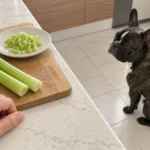 Washed celery and finely chopped pieces on a kitchen counter, with Nina sitting nearby.