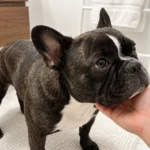 Nina resting her chin in an owner's hand during a calm eye check at home