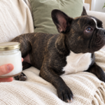 Generated illustration based on Nina: a healthy brindle French Bulldog with a closed jar held separately
