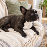 Generated illustration of healthy brindle Nina resting on a cream sofa with water nearby.
