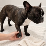 Generated illustration of Nina having a normal paw gently checked beside a towel.