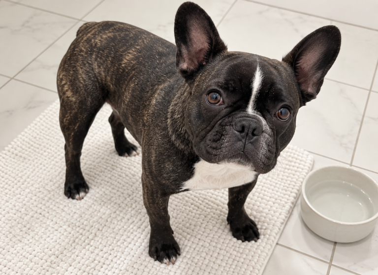 Generated illustration of brindle Nina standing comfortably on a cream mat beside a water bowl.