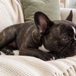 Editorial illustration of Nina resting her head on her front paws on a cream throw.