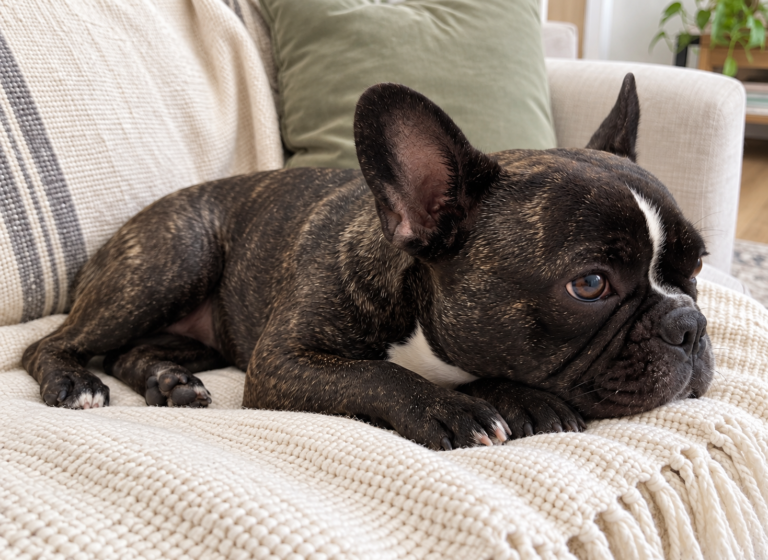 Editorial illustration of Nina resting her head on her front paws on a cream throw.