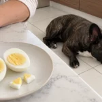 A fully cooked egg and two tiny chopped pieces on the counter while Nina rests nearby.