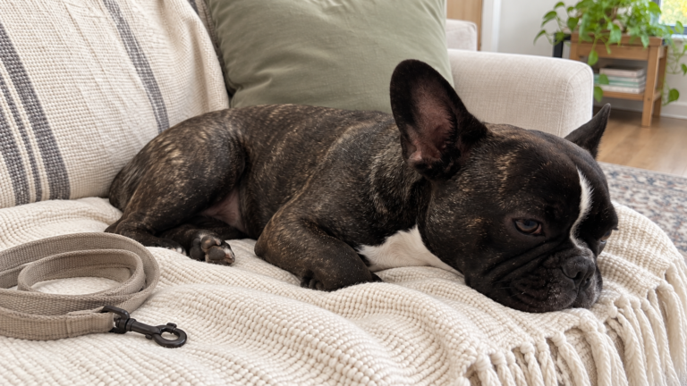 Nina resting with her head on the cream throw beside a loosely coiled everyday dog leash.