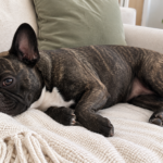 AI-generated illustration of healthy Nina resting on her side on a cream sofa.