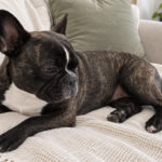 AI-generated illustration of Nina, a dark brindle French bulldog, resting lengthwise on a cream sofa.
