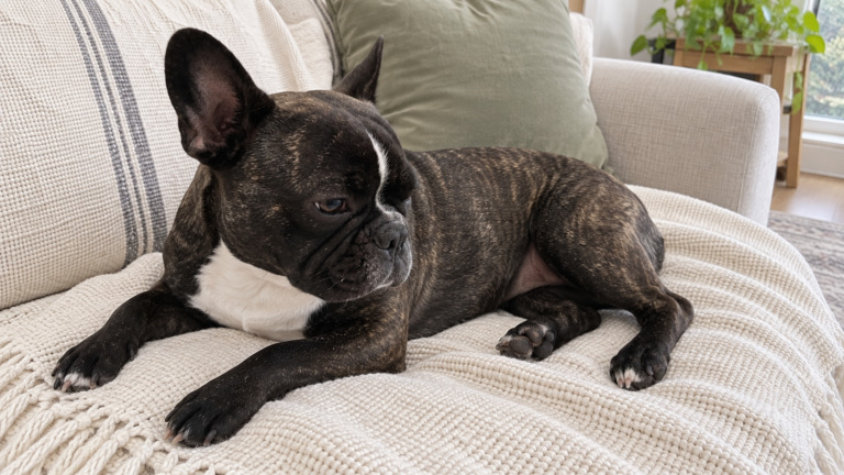 AI-generated illustration of Nina, a dark brindle French bulldog, resting lengthwise on a cream sofa.