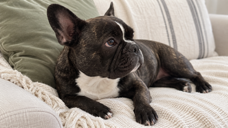 AI-generated illustration of Nina resting on a cream sofa, with her natural muzzle and nose visible in profile.