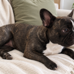 AI-generated illustration of Nina, a dark brindle French bulldog, relaxing on a cream sofa.