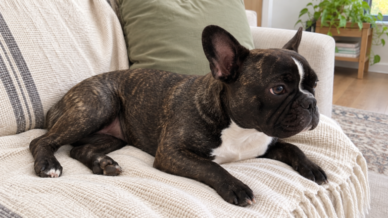 AI-generated illustration of Nina, a dark brindle French bulldog, relaxing on a cream sofa.