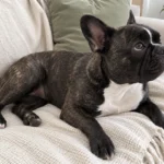 Nina, a brindle French bulldog, relaxing on a cream sofa as an illustration of the French bulldog parent breed.