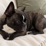 Nina, a modern French Bulldog, curled on the cream sofa with her front paws folded.