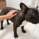 French Bulldog Hair Loss: Bald Spots and Next Steps