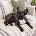 AI-generated illustration of normal short-coated Nina resting on her cream sofa.
