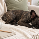 Nina sleeping on the cream sofa near a closed food container and a blank meal-planning notebook.