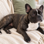 Generated illustration of adult brindle Nina resting on her cream throw.