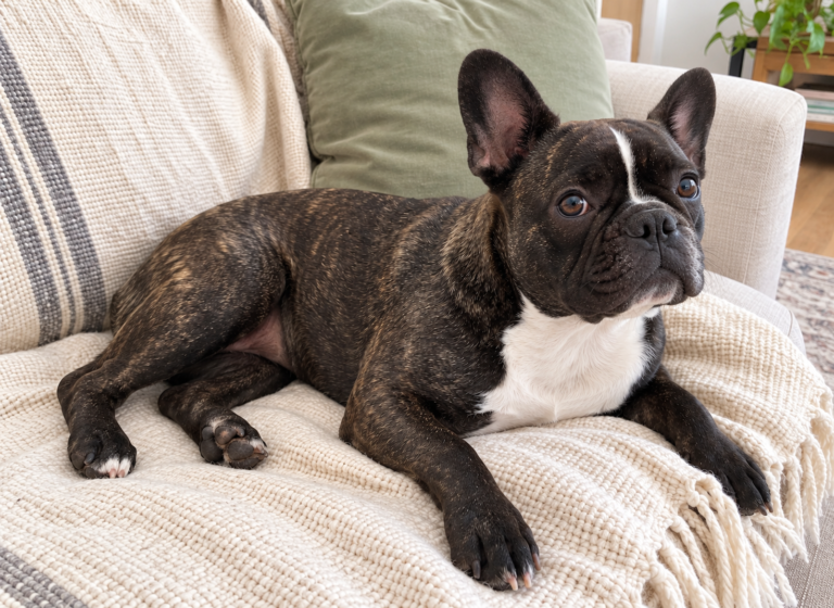 Generated illustration of adult brindle Nina resting on her cream throw.