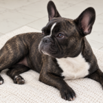 Generated illustration of brindle Nina resting normally on a cream mat.