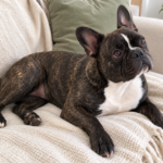 Generated illustration of brindle Nina reclining on her cream throw with her head slightly tilted.