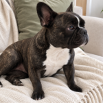 Nina, a modern brindle French Bulldog, sitting loosely on her cream sofa and looking toward the window.