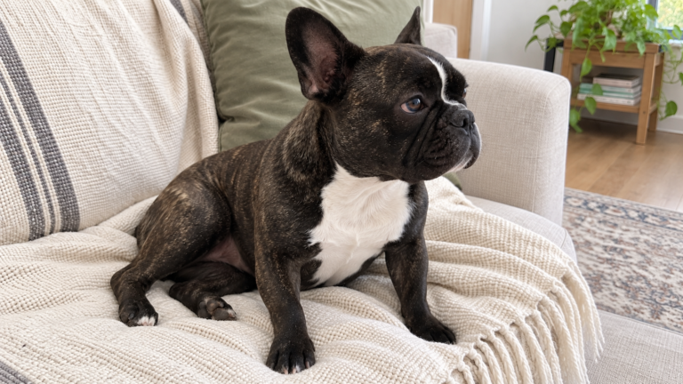 Nina, a modern brindle French Bulldog, sitting loosely on her cream sofa and looking toward the window.
