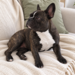 Generated illustration of brindle Nina sitting on her cream throw and looking to one side.
