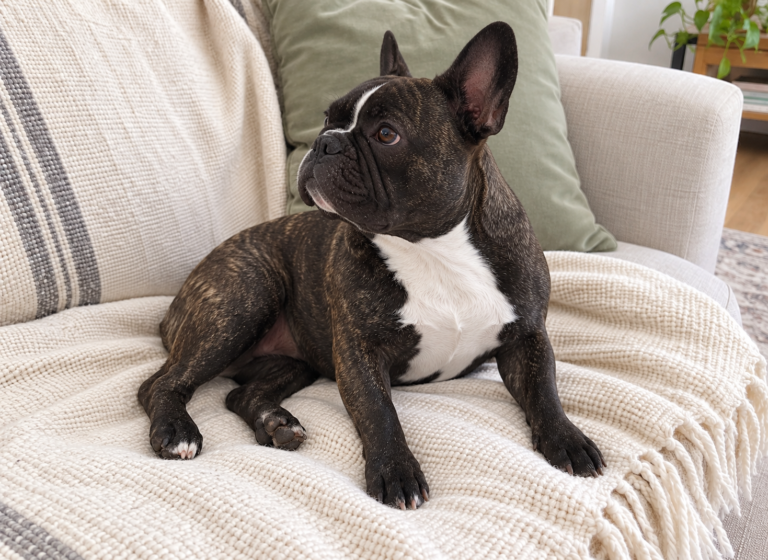 Generated illustration of brindle Nina sitting on her cream throw and looking to one side.