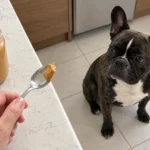 A small smear of peanut butter on a spoon above the counter while Nina sits nearby.