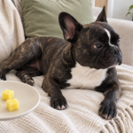 Nina reclining on the sofa beside a hand-held saucer containing three small pieces of peeled pineapple.