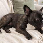 Generated illustration of brindle Nina relaxing on her cream throw.