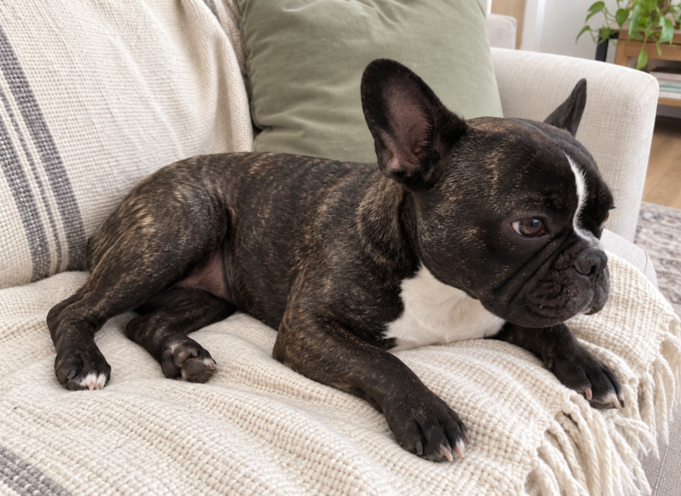 Generated illustration of brindle Nina relaxing on her cream throw.