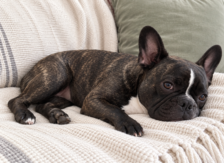 Generated illustration of brindle Nina resting with her head on a cream throw.