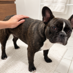 Generated illustration of brindle Nina standing calmly while a hand rests on her back.
