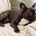 Editorial illustration of Nina resting on a cream sofa beside a folded cotton throw.
