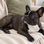 Nina the brindle French Bulldog relaxing on her sofa near a small saucer of chopped strawberry.