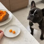Plain cooked sweet potato and two small peeled pieces on a kitchen counter, with Nina waiting nearby.