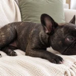 Nina lying with her head low on a cream sofa